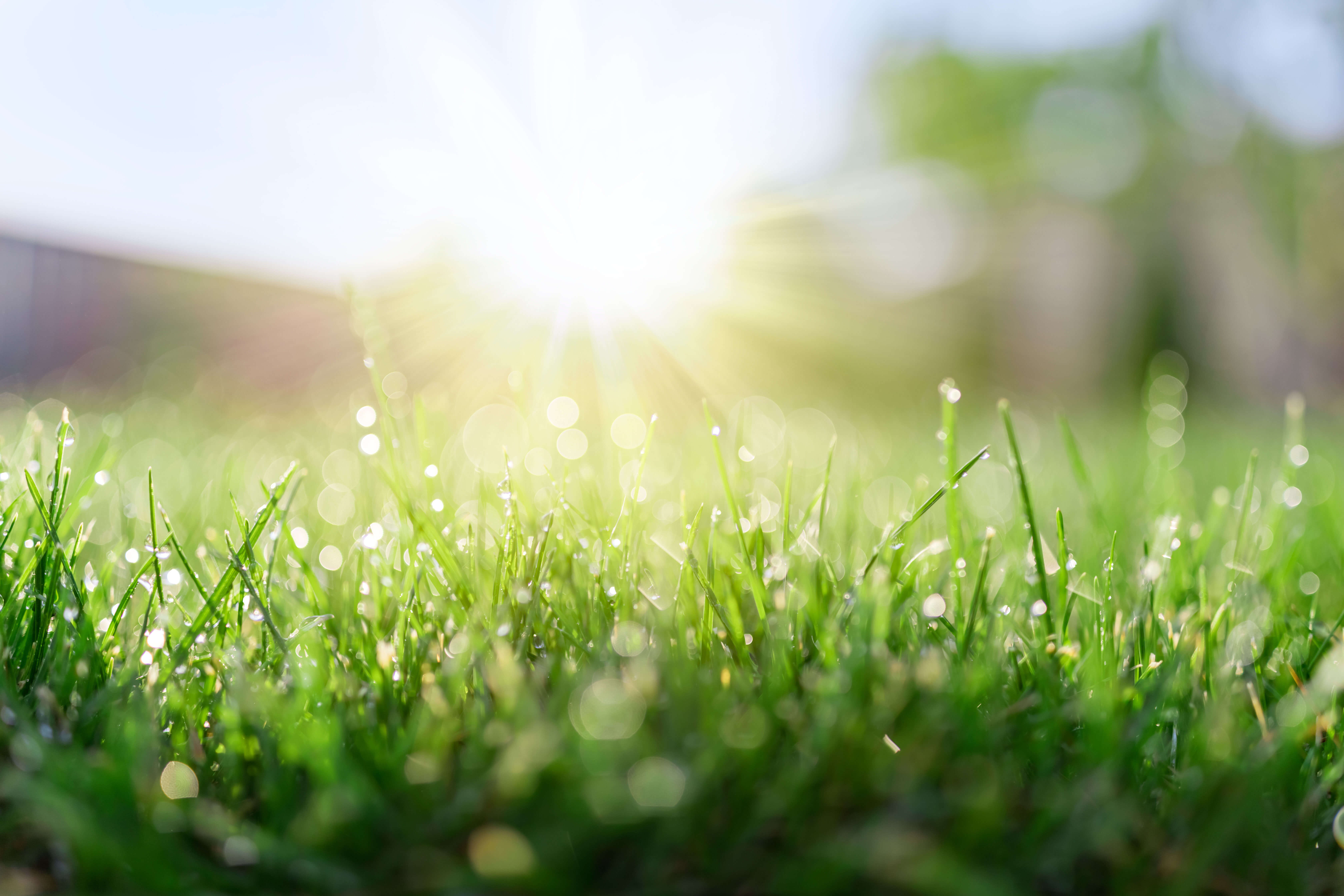 dew on grass on a sunny morning - PCS Energy